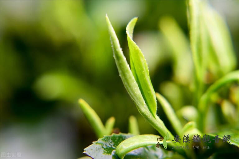 什么綠茶適合做口糧茶？口感好性價比高綠茶推薦