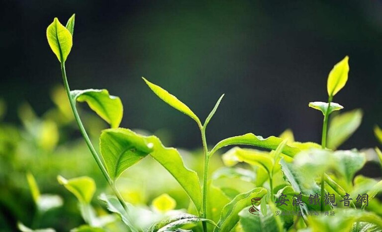 一斤干茶葉要多少鮮茶葉？各類茶一斤干茶所需鮮茶量介紹