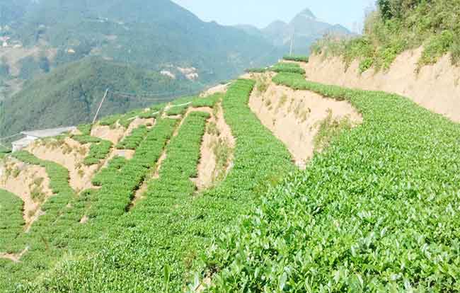 綠葉紅鑲邊是什么茶？鐵觀音的香氣原理