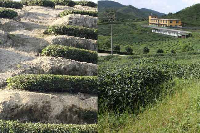 什么是有機(jī)茶？如何區(qū)分有機(jī)茶和普通茶葉？