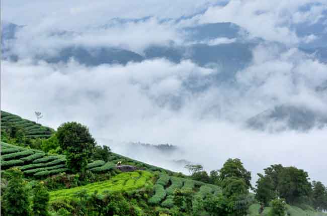 什么是有機(jī)茶？如何區(qū)分有機(jī)茶和普通茶葉？