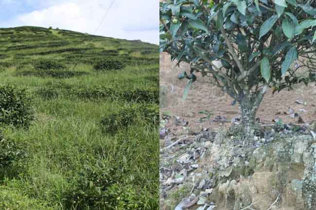 什么是有機(jī)茶？如何區(qū)分有機(jī)茶和普通茶葉？