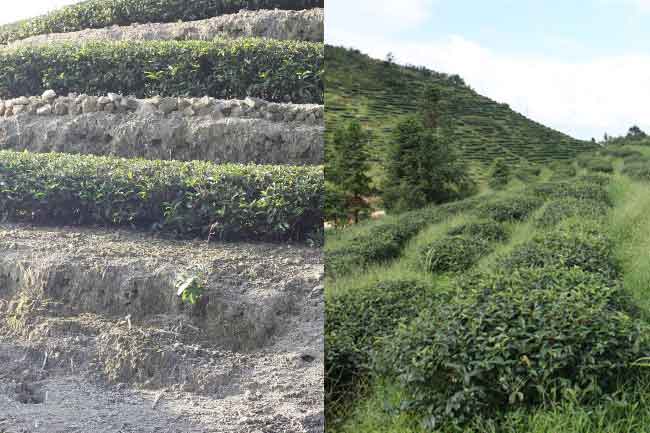 什么是有機(jī)茶？如何區(qū)分有機(jī)茶和普通茶葉？