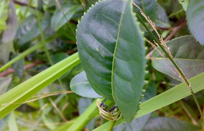 茶毛蟲防治方法