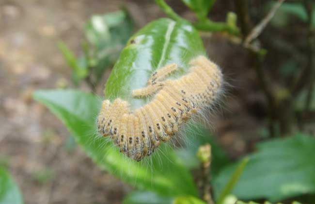 茶毛蟲防治方法