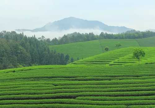 普洱茶是一種什么茶?