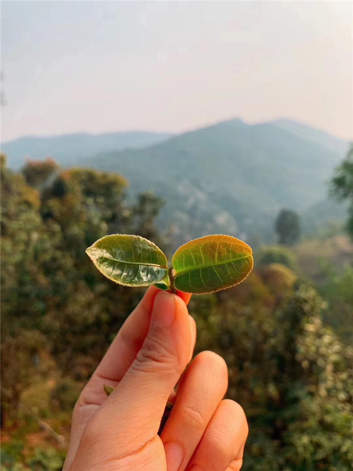 什么茶適合不懂茶的人喝？