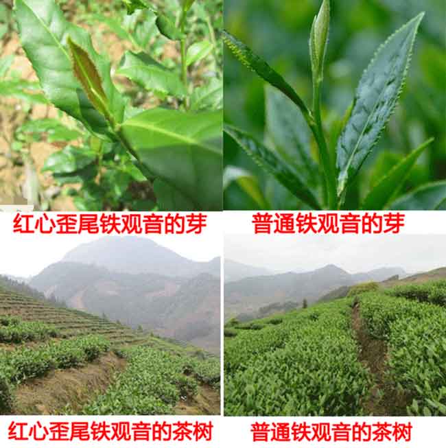 鐵觀音形狀是什么樣子，毛茶與凈茶你分清楚了嗎？