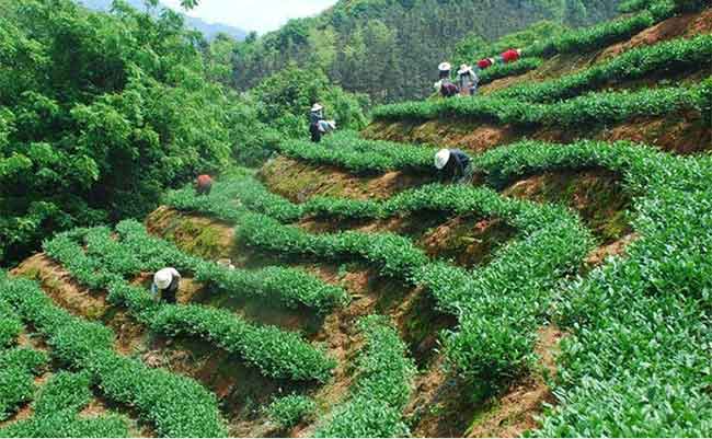 鐵觀音：怎么辨別手工茶與機(jī)器茶